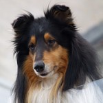 Collie