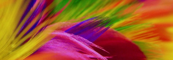 Rainbow Feather Duster