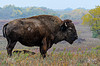 Bison at Maxwell, nice Fall colors in the background