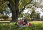 Studying in the shade of a tree
