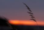 Sunrise over stalks of grass