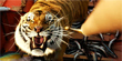 Tense standoff in 'Life of Pi' exclusive (Y! Movies)