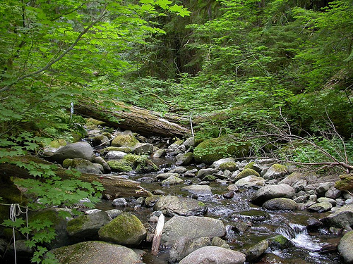 A recent study by the USDA Forest Service, Oregon State University, and the U.S. Geological Survey identified trends in stream temperatures at sites like Mack Creek near the H.J. Andrews Experimental Forest in Oregon.