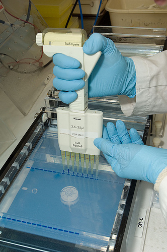 An APHIS employee at the Center for Plant Health Science and Technology Otis Lab prepared an agarose gel for electrophoresis of DNA.  The Otis Lab’s mission is to identify, develop, and transfer technology for the survey, exclusion, and control of plant pests and diseases.