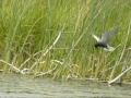 Smithsonian Migratory Bird Center YouTube Channel