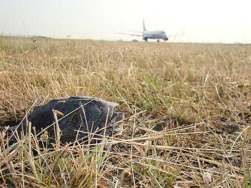 An adult Diamondback terrapin too close to the JFK runway. Courtesy of Jenny Mastanuono.