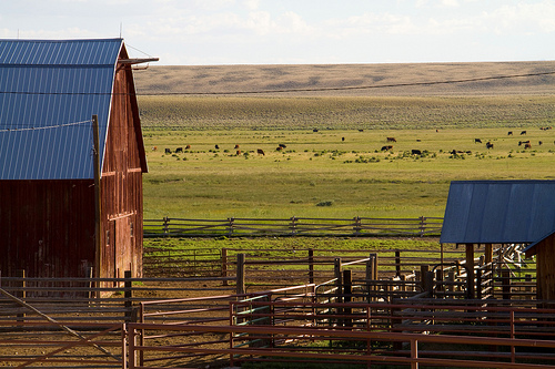 Barn: View of one of the homestead ranches now protected by two conservation easements. Photo by Mark Gocke.