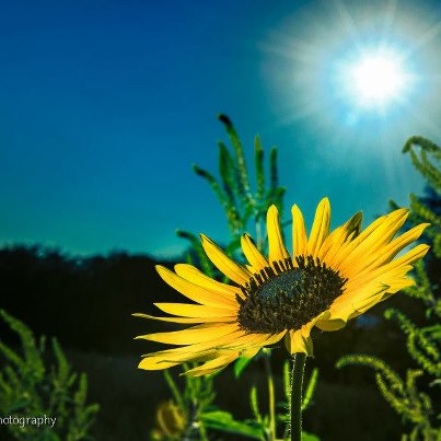 Photo: "Sunflower and Sun" © Mark Shaiken 2012