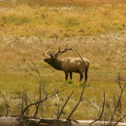 Photo: The elk are bugling!