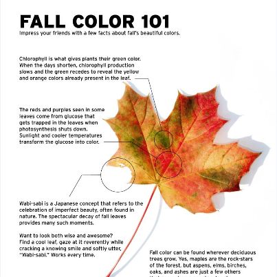 Photo: Want to be wise and awesome? Check out Fall Color 101.