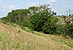 Example of vegetation in Rio Grande Valley Sector