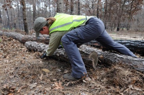 Houston Toad Monitoring in Bastrop County