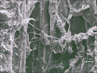 Figure 15—Hyphal growth on surface of wood chip from biodeterioration sample. Fungal growth was present at all depths of EWF surface after 6 months. 