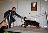 A CBP canine unit conductes a sweep of Raymond James Stadium which hosted Super Bowl XLIII in Tampa, Fla.
