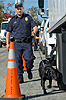 Customs and Border Protection officer and canine checks vehicles entering Raymond James Stadium in Tampa, Fla. prior to the Super Bowl.