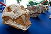 A fossilized saber-toothed cat skull is one of the artifacts returned to the Chinese government at a ceremony in Washington, D.C. The artifacts were seized by CBP in 2006 and 2007 for being illegally smuggled into the U.S.