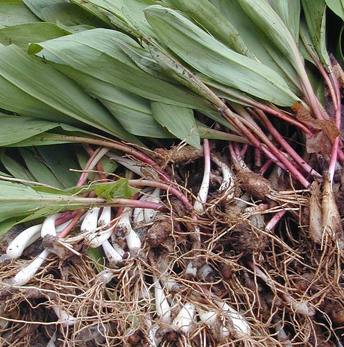 During April and May ramps are often served in restaurants in the eastern U.S.