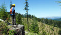 Restoration project supervisor looking over thinned forest (AP Images)