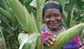 Woman in maize field holding ear of maize (USAID)