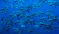 School of fish (NOAA)  