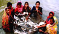 Women in pond holding net full of fish (Courtesy of Modadugu Gupta)