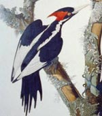 Ivory-Billed Woodpecker [graphic].