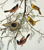 Orchard oriole (#42) [graphic].