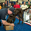 CBP officer performs canine demonstration.