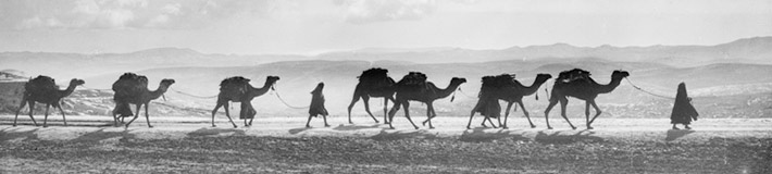 Camel transport, Olivet. American Colony Photo Dept., 1918.