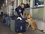 A CBP Canine officer checks a passengers luggage after arrival into the U.S.