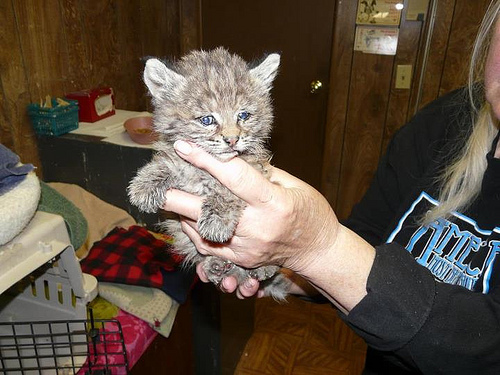 Chips in loving hands of LTWC volunteer. US Forest Service photo.