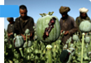 Afghan opium