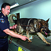 An instructor at the Customs and Border Protection Canine Enforcement Training Center demonstrates the abilities of one of the chemical detection dogs.