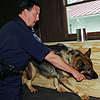 An instructor at the Customs and Border Protection Canine Enforcement Training Center demonstrates the abilities of one of the chemical detection dogs.