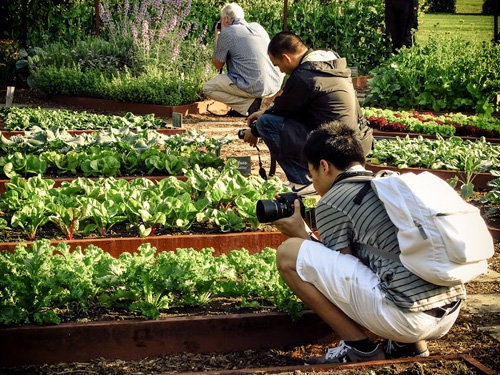 White House Kitchen Garden