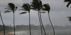 Palm trees in a hurricane