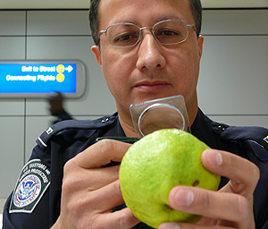 CBP agriculture specialist examining a pear.
