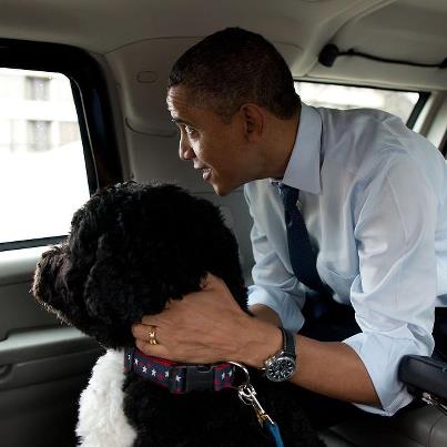 Photo: Happy 4th Birthday, Bo! Check out some highlights from the First Dog's busy year at 1600 Pennsylvania Avenue: http://wh.gov/KKNv