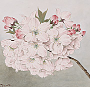 Sakura: Cherry Blossoms as Living Symbols of Friendship
