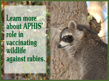rabies management slide