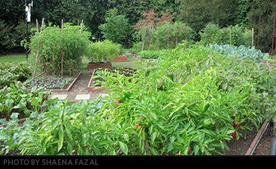 Photo: On Saturday and Sunday, the White House gardens were once again open for public tours. Check out a slideshow featuring great pics from visitors, including this one of the White House Kitchen Garden and find out how you can visit this weekend: http://wh.gov/K6kb