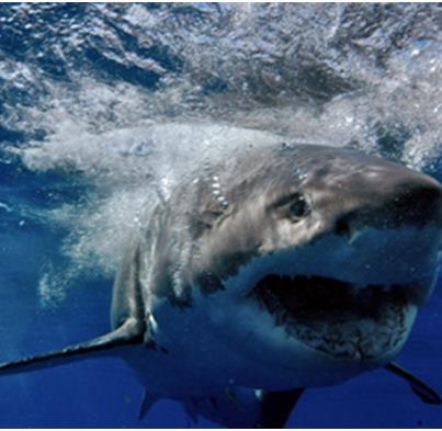 Photo: Are all microlenders equal?  If you are applying for a microloan, what sharks do you have to be aware of?  http://goo.gl/KGmVE