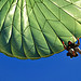 <p>A U.S. Army paratrooper gives a thumbs up while participating in a personnel drop at Fort Bragg, N.C., Oct. 11, 2012, during Joint Operational Access Exercise (JOAX) 13-01. A JOAX is designed to enhance service cohesiveness between U.S. Army and Air Force personnel, allowing both services an opportunity to properly execute large-scale heavy equipment and troop movement. (DoD photo by Staff Sgt. Elizabeth Rissmiller, U.S. Air Force/Released)</p>