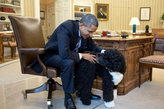 President Obama Pets Bo In The Oval Office