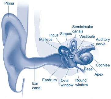 Illustration showing the sound pathway.