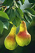Fire blight-resistant pears