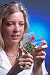 Rose plant started as cells grown in a tissue culture