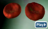 still image from a video about malaria parasites feeding on channel genes