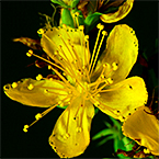 St. John’s Wort