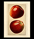 Acuarela de la variedad de manzana 'Delicious', parte de la colección de acuarelas históricas del Departamento de Agricultura de EE.UU. Enlace al artículo.